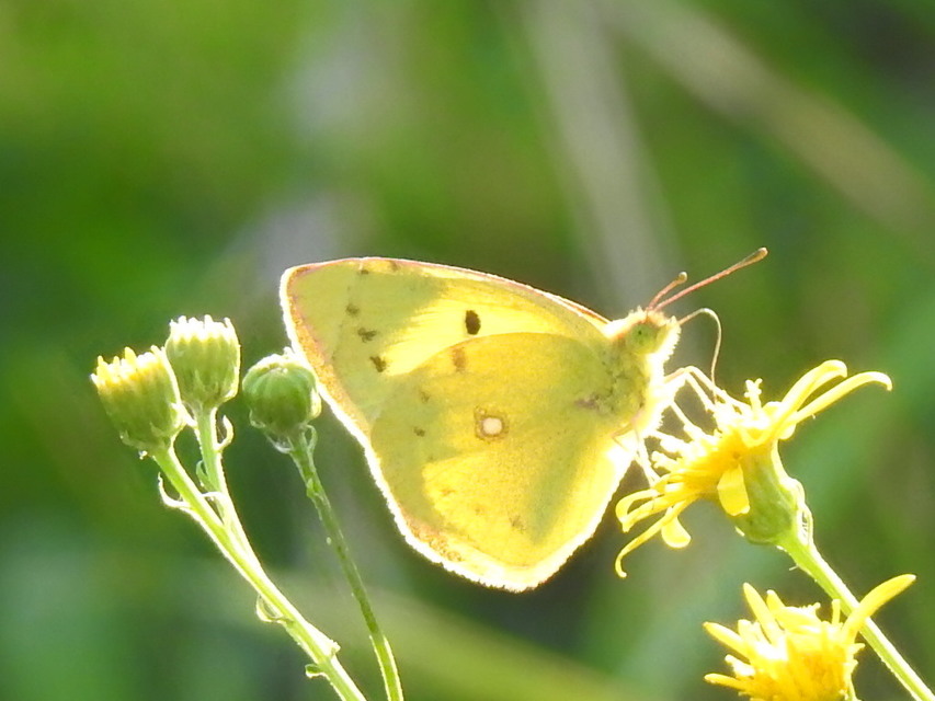 Colias erate - csángó-kéneslepke
