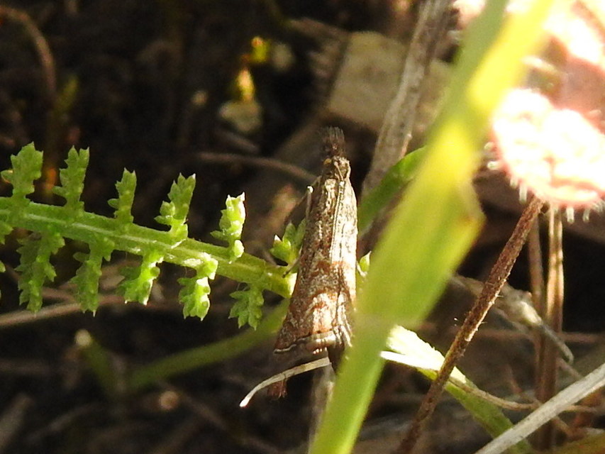 Platytes cerussella - törpe fűgyökérmoly