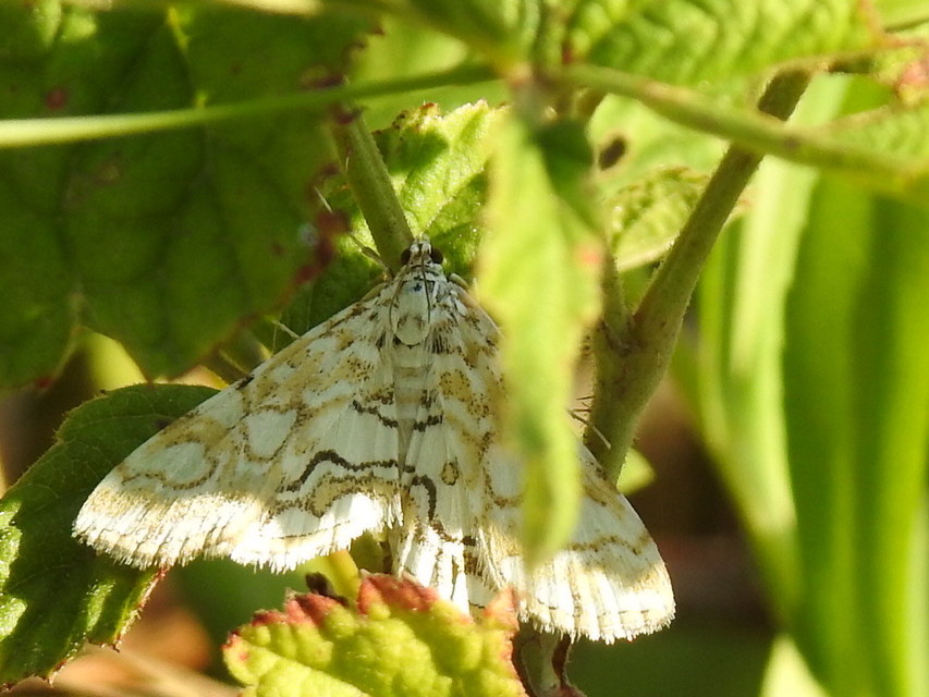 Elophila nymphaeata - tarka vízimoly