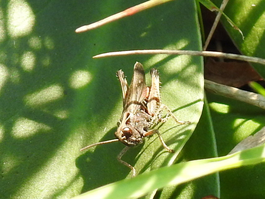 Omocestus rufipes - vöröshasú tarlósáska