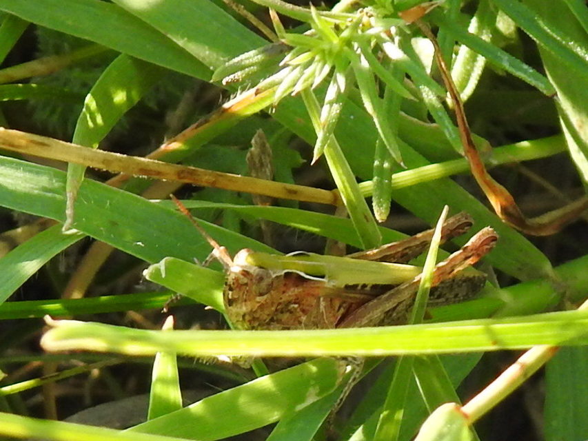 Omocestus rufipes - vöröshasú tarlósáska