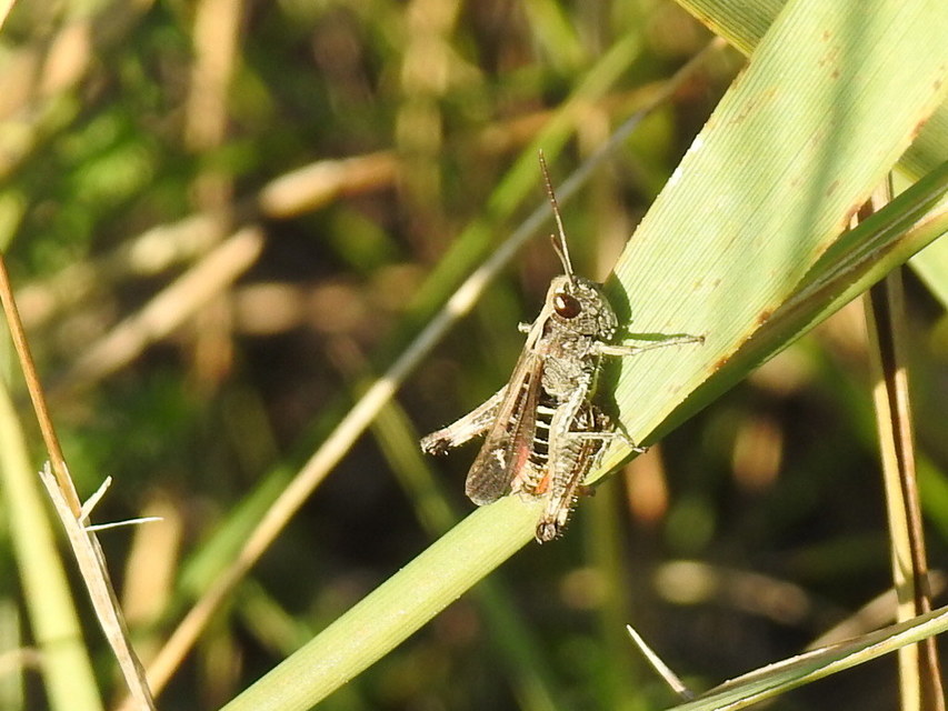 Omocestus rufipes - vöröshasú tarlósáska