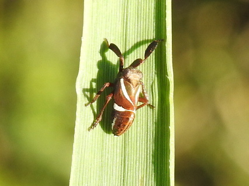 Caliscelis wallengreni