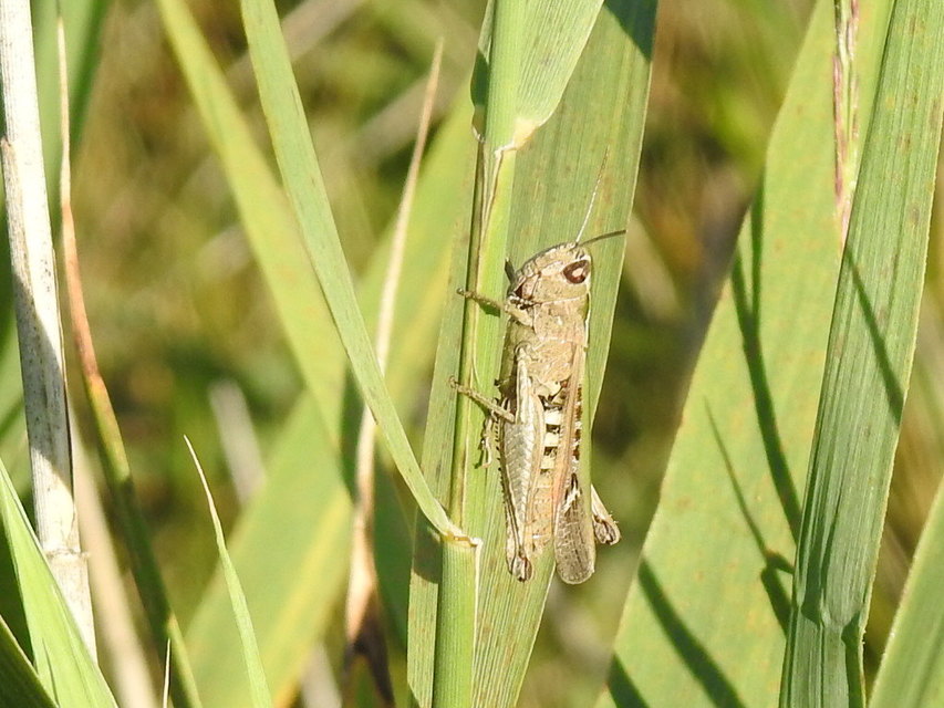 Omocestus rufipes - vöröshasú tarlósáska