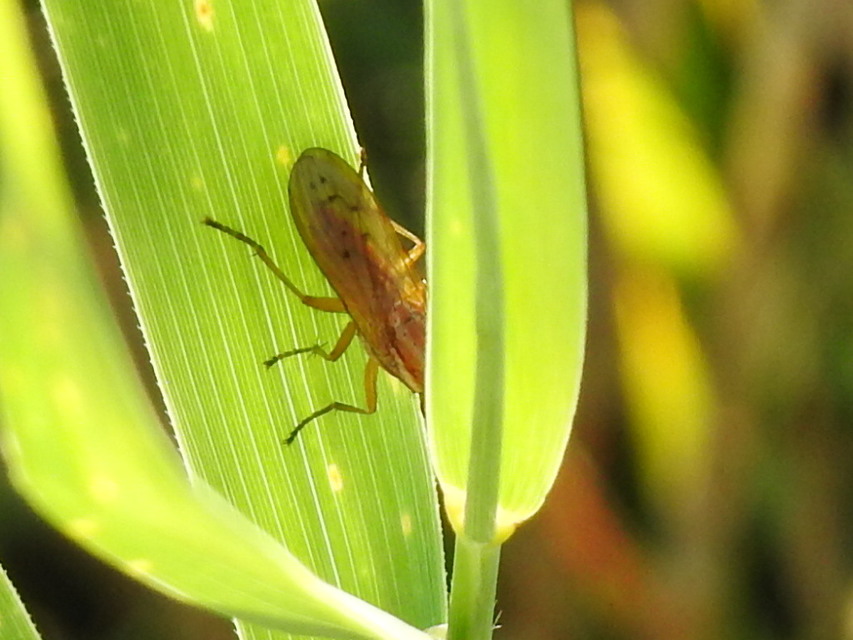 Sciomyzidae - szarvaslégyfélék