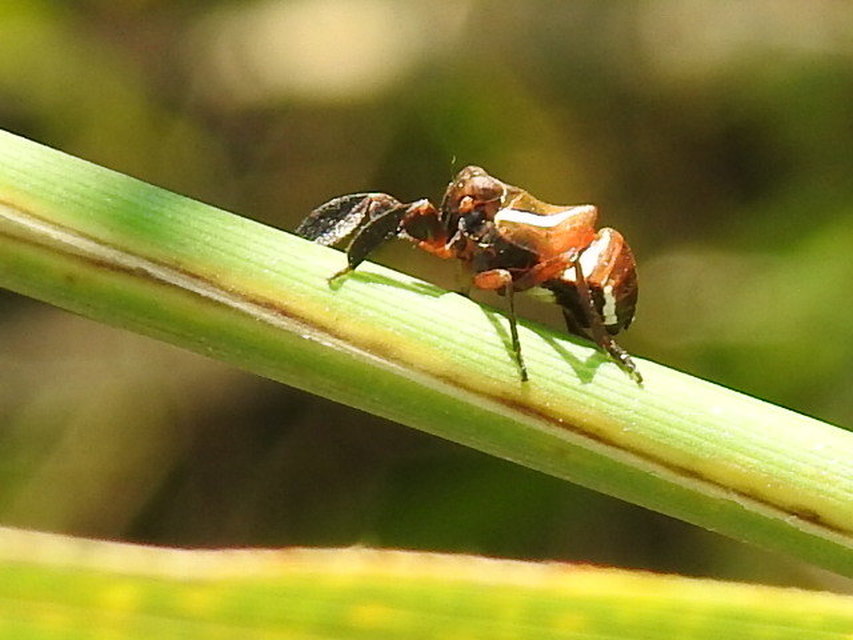 Caliscelis wallengreni