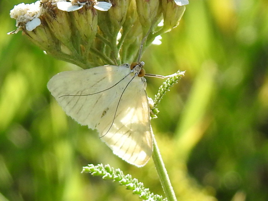 Sitochroa palealis - kénszárnyú dudvamoly