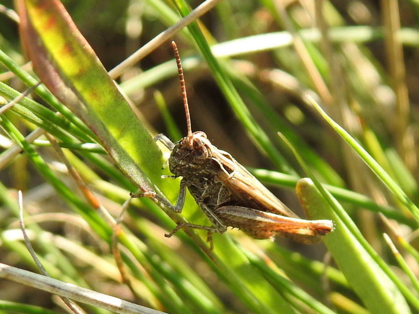 Omocestus rufipes - vöröshasú tarlósáska