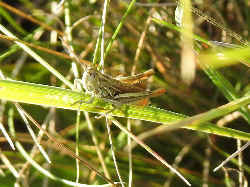 Euchorthippus declivus - rövidszárnyú rétisáska