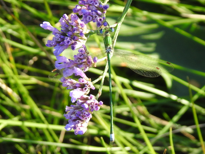 Lestes virens vestalis - kis rablószitakötő