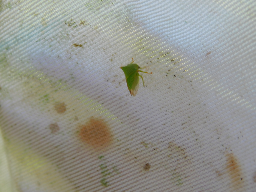Stictocephala bisonia - bivalykabóca
