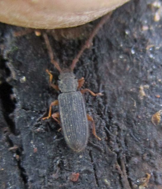 Uleiota planatus - hosszúcsápú fogasnyakú-lapbogár