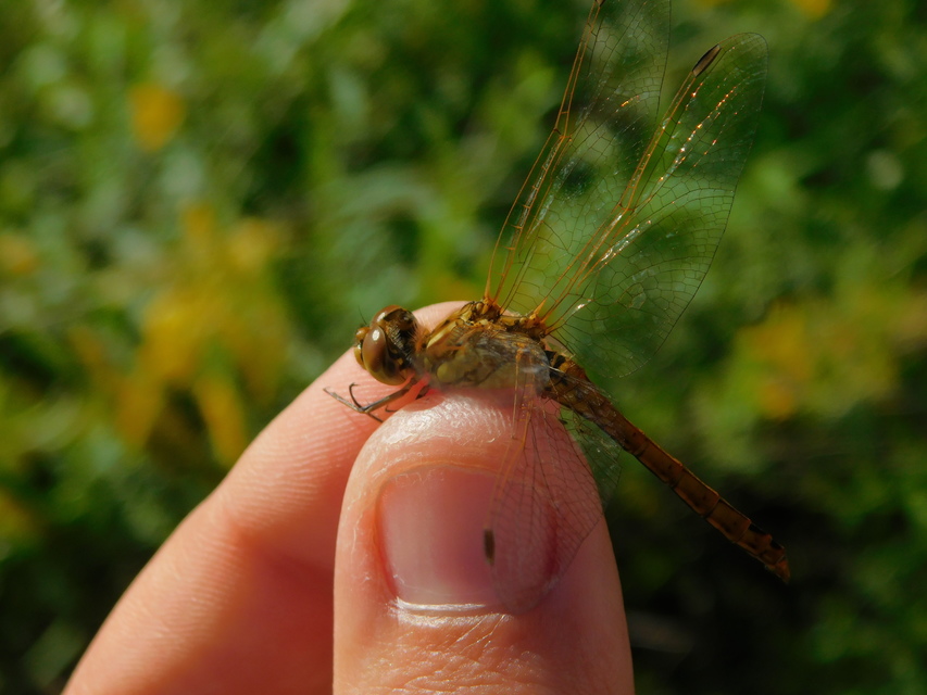 Sympetrum vulgatum - barkós katona-szitakötő
