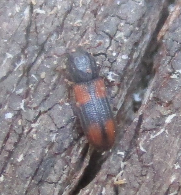 Bitoma crenata - szalagos héjbogár