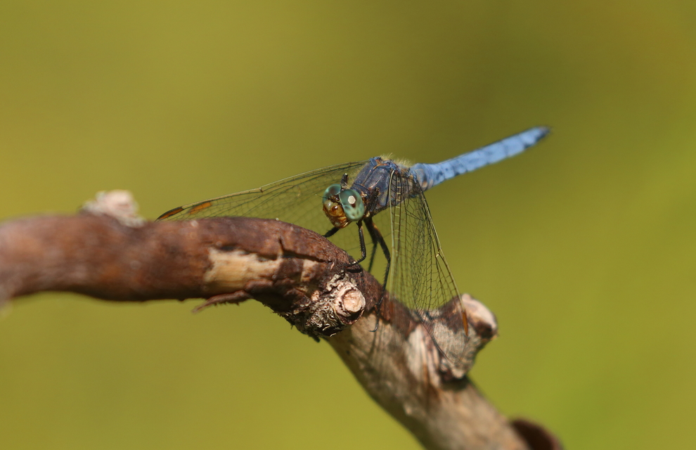 Orthetrum coerulescens - karcsú pásztorszitakötő