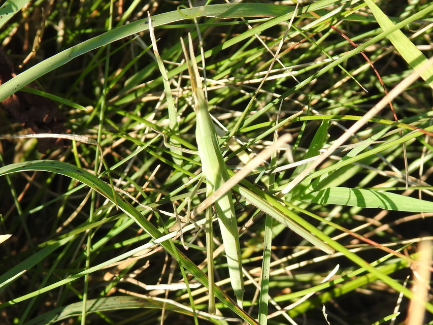 Acrida ungarica - sisakos sáska Acrida ungarica - sisakos sáska