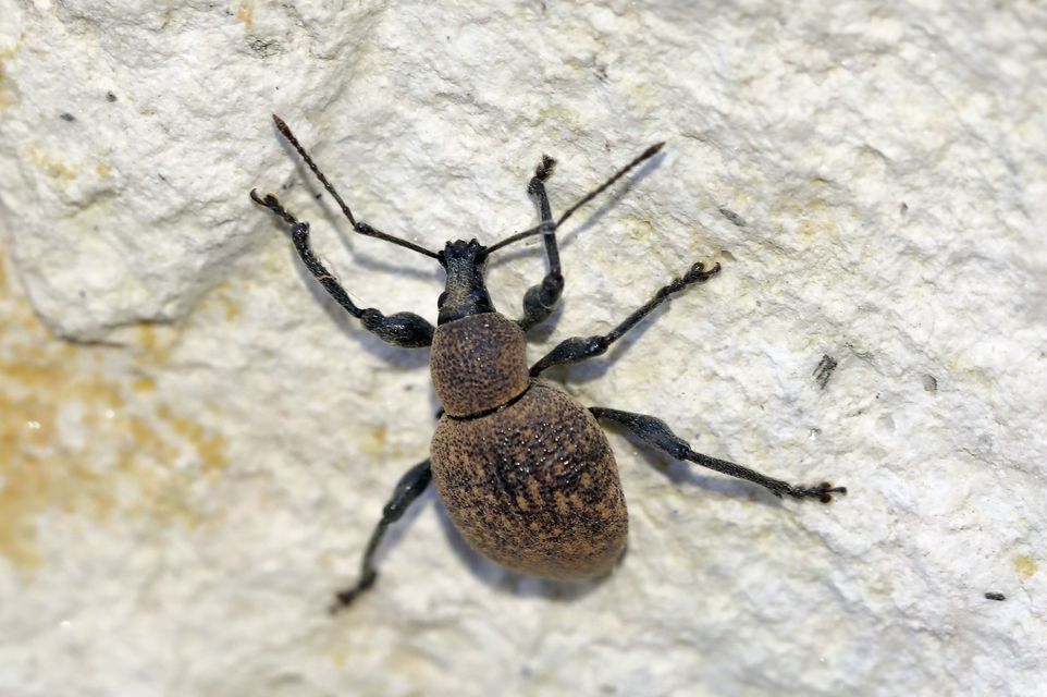 Otiorhynchus armadillo - katonás gyalogormányos