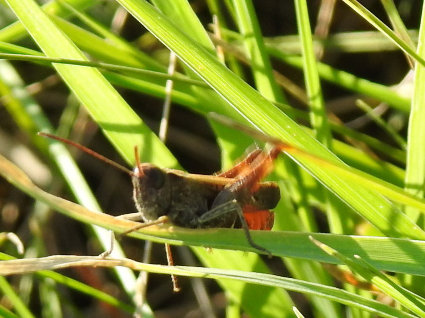Omocestus rufipes - vöröshasú tarlósáska