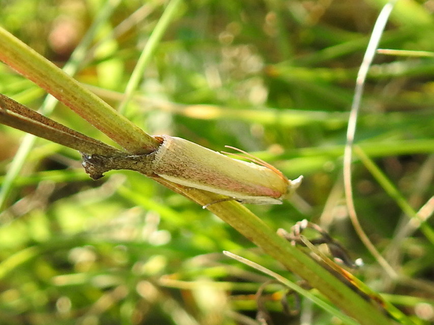Oncocera semirubella - lucernamoly