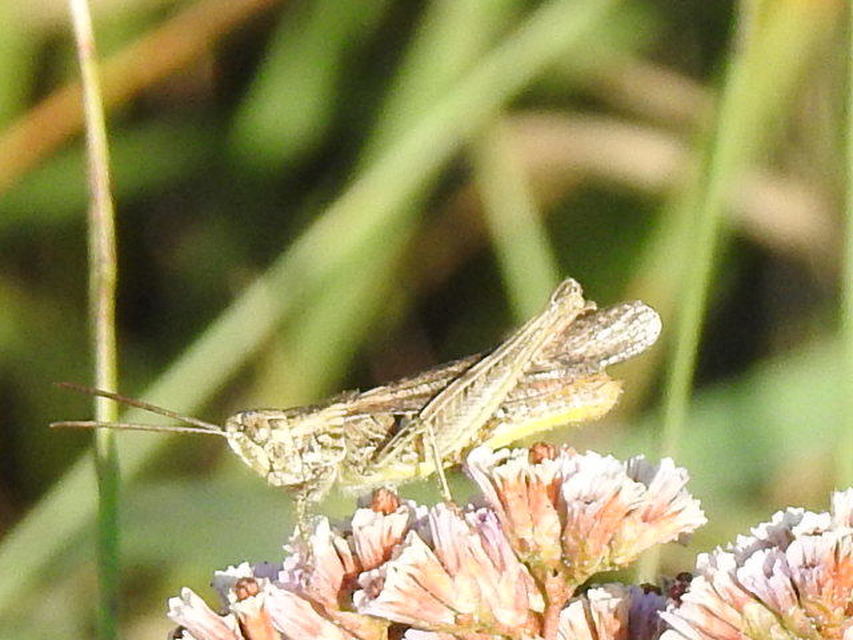 Chorthippus mollis - halk tarlósáska