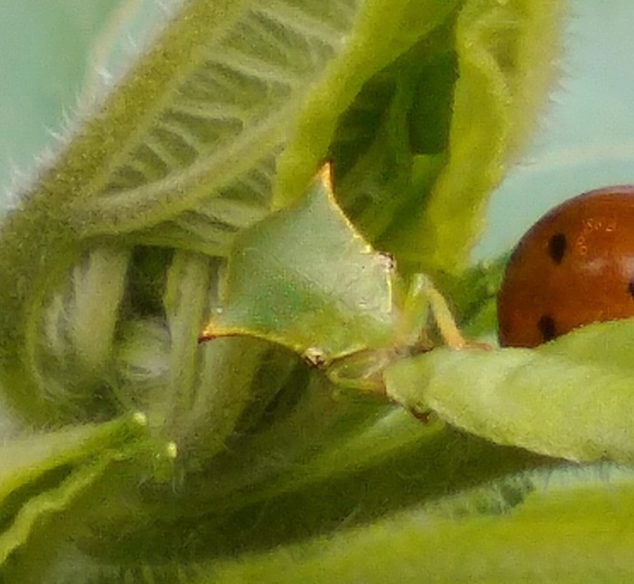 Stictocephala bisonia - bivalykabóca