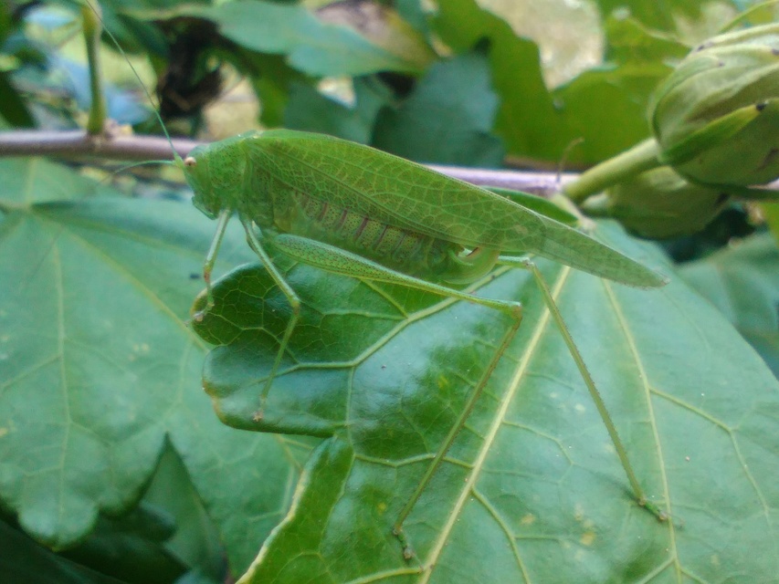 Phaneroptera nana - pontozott repülőszöcske