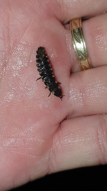 Lampyris noctiluca - nagy szentjánosbogár