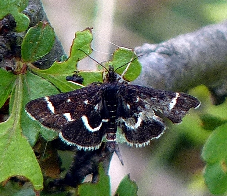 Pyrausta nigrata - fehérpettyes kormosmoly