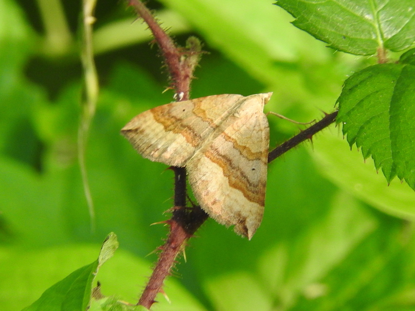 Scotopteryx chenopodiata - libatop-araszoló