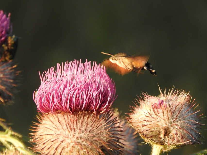 Macroglossum stellatarum - kacsafarkú szender