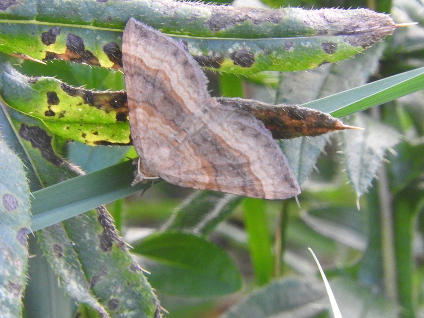 Scotopteryx chenopodiata - libatop-araszoló