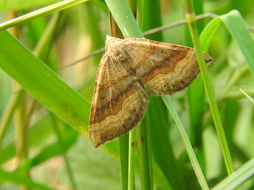 Scotopteryx chenopodiata - libatop-araszoló