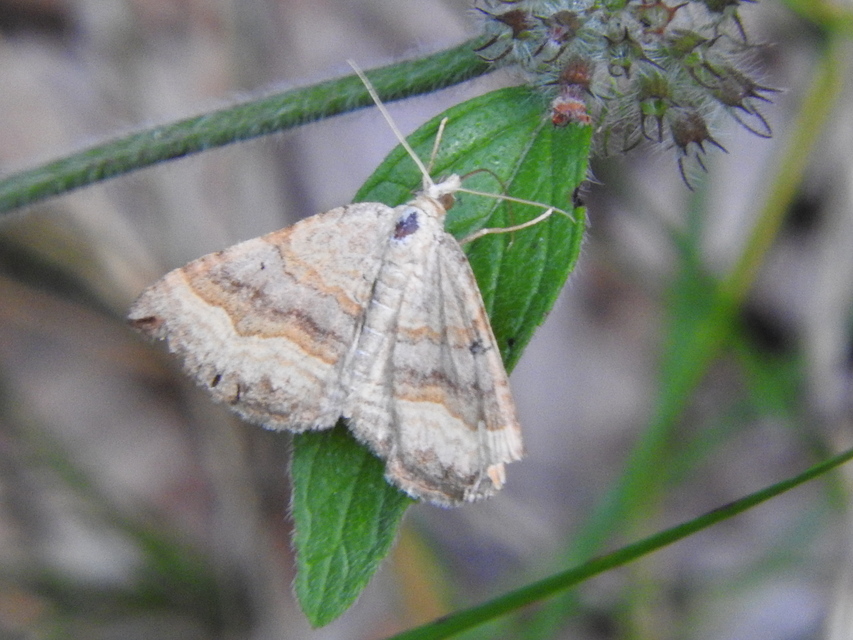 Scotopteryx chenopodiata - libatop-araszoló