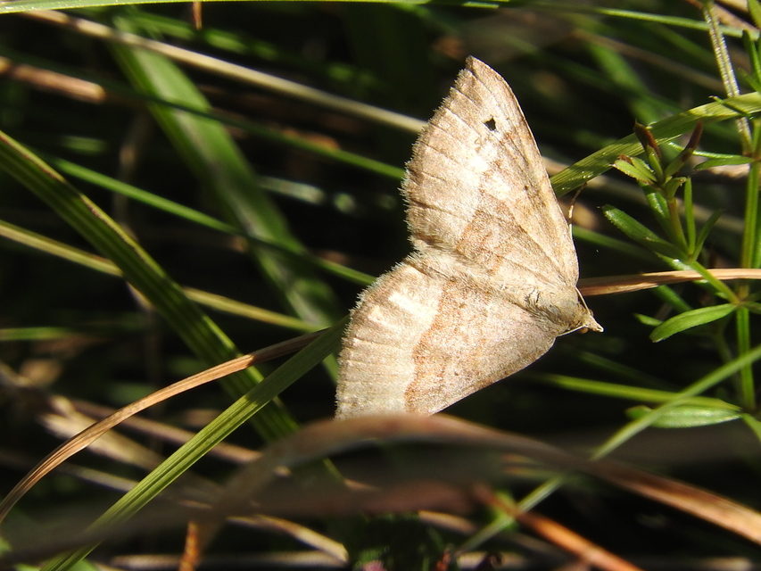 Scotopteryx chenopodiata - libatop-araszoló