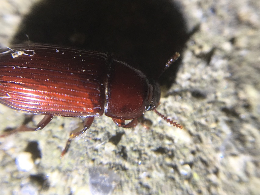 Uloma culinaris - nagy rágványbogár