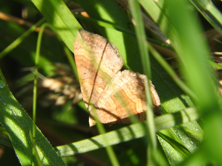 Scotopteryx chenopodiata - libatop-araszoló