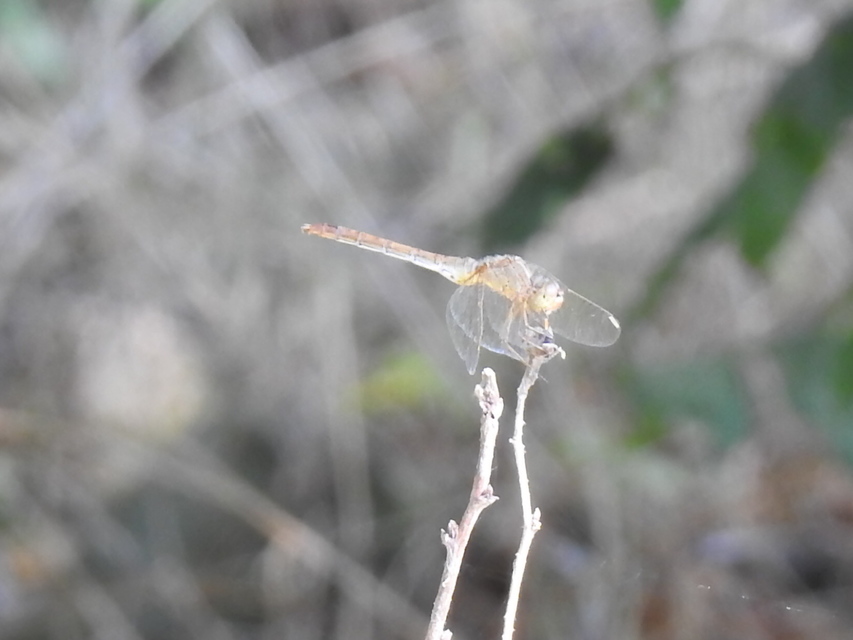 Sympetrum meridionale - fakó katona-szitakötő