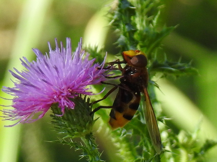 Volucella zonaria - kétöves pihelégy