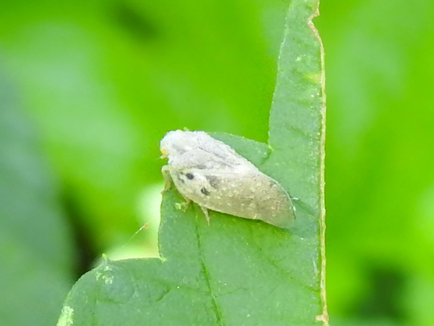 Metcalfa pruinosa - amerikai lepkekabóca