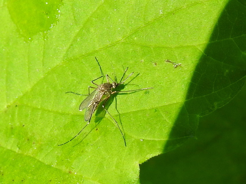 Culicidae - csípőszúnyogok