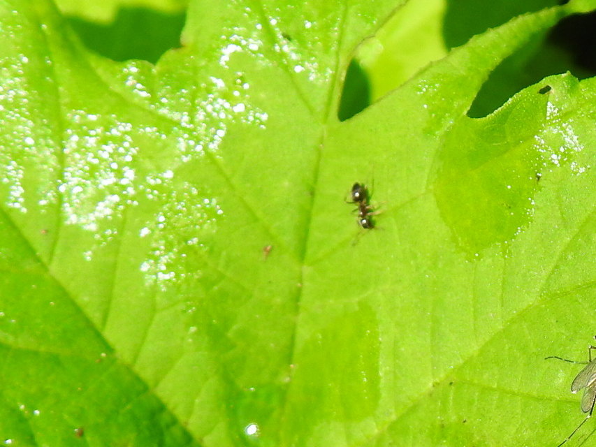 Lasius