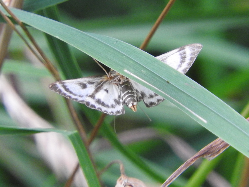 Anania hortulata - tarka csalánmoly