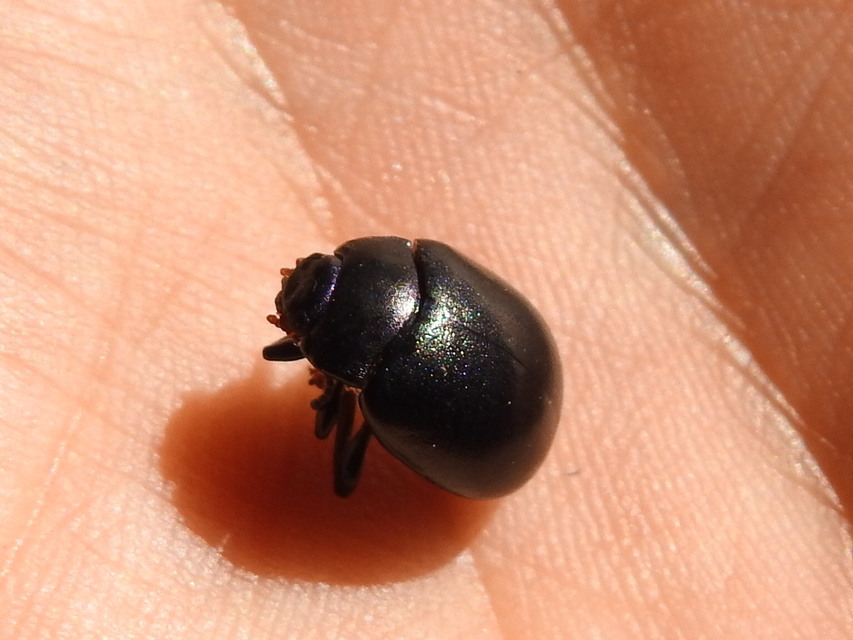 Chrysolina sturmi - vöröslábú levelész