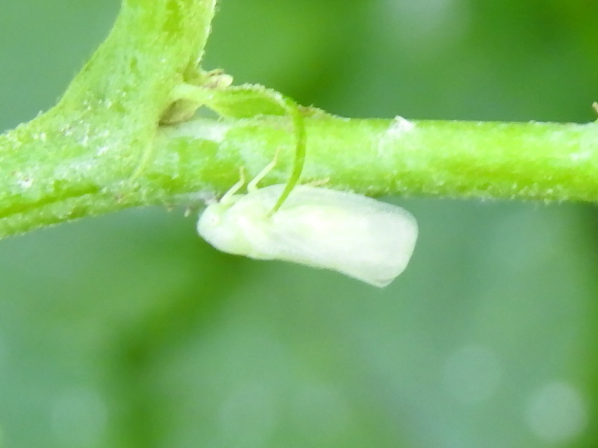 Metcalfa pruinosa - amerikai lepkekabóca