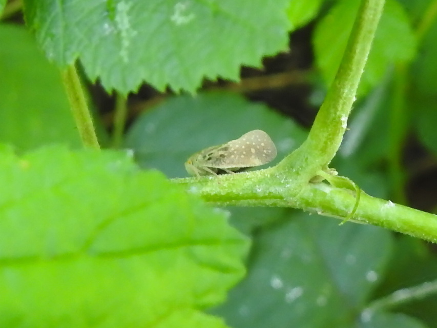 Metcalfa pruinosa - amerikai lepkekabóca