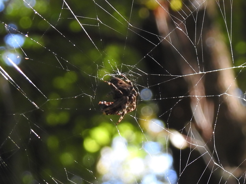 Araneus circe/angulatus