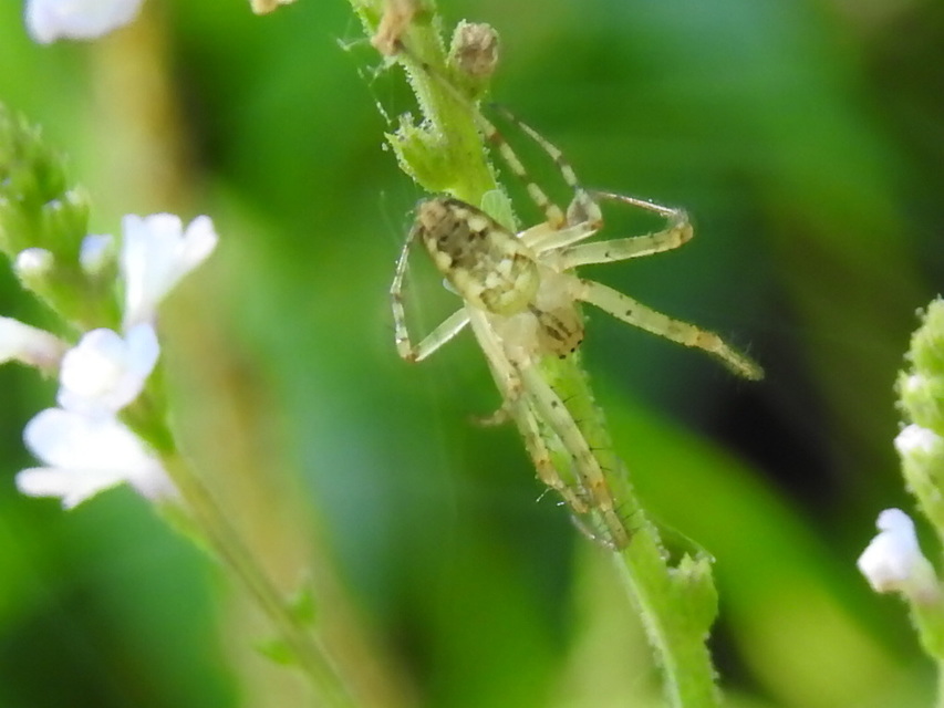Metellina segmentata/mengei