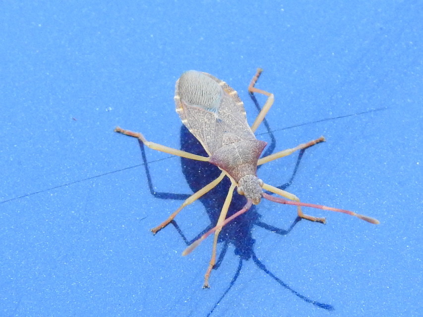 Gonocerus acuteangulatus - aranypetés karimáspoloska