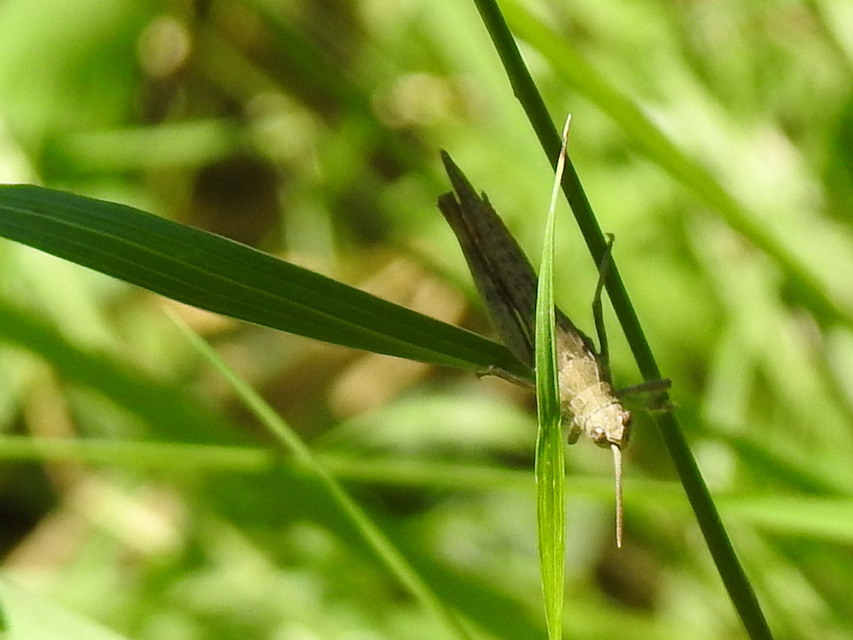 Chorthippus brunneus - közönséges tarlósáska