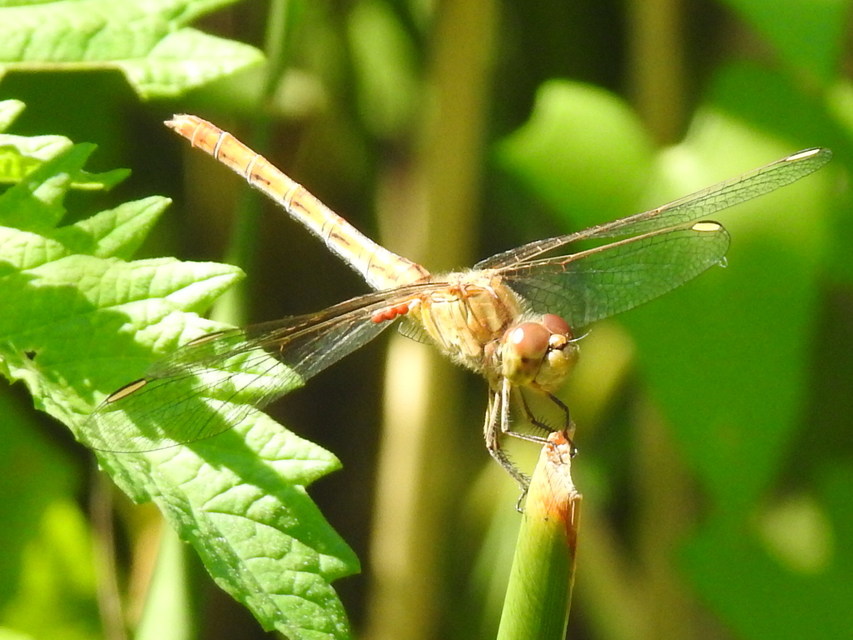 Sympetrum meridionale - fakó katona-szitakötő